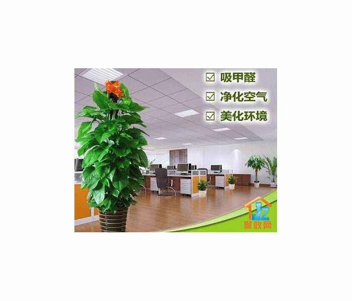 ׿���������