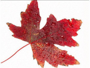 ���������Ҷ�����������޹�˾